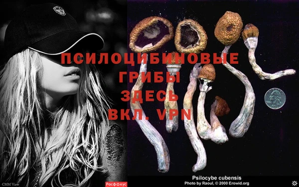 прущие грибы Елизово