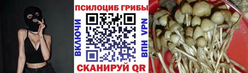 Галлюциногенные грибы Psilocybe  Сурск 